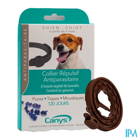 vignette COLL CANYS INS CHIEN CHIOT 60CM